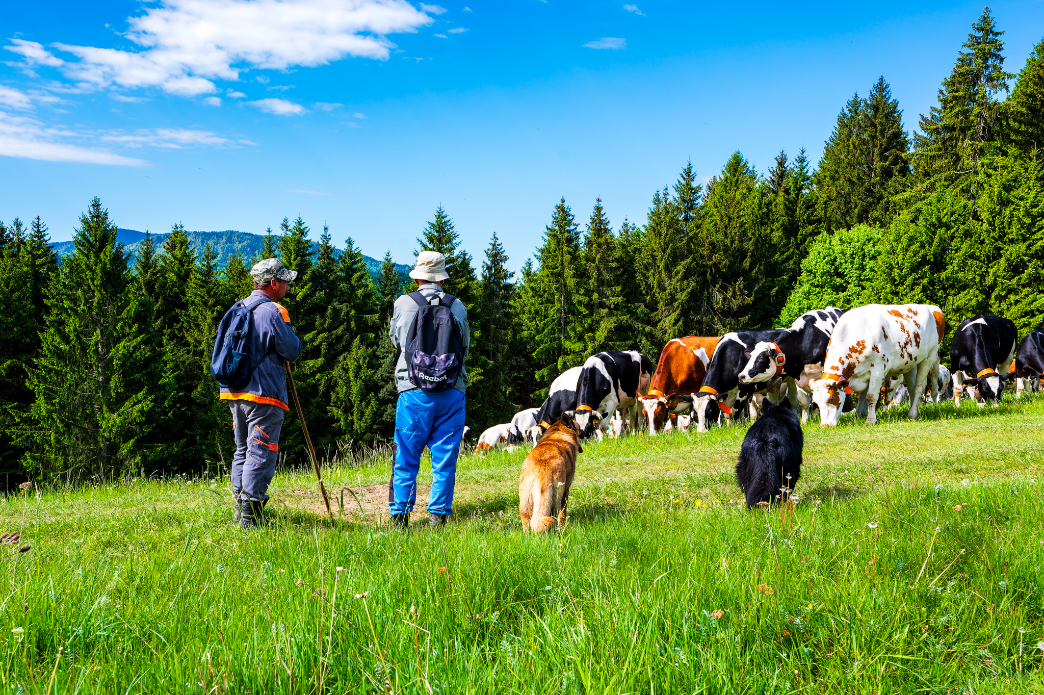 NZ6 7210 DxO DeepPRIME XD2s